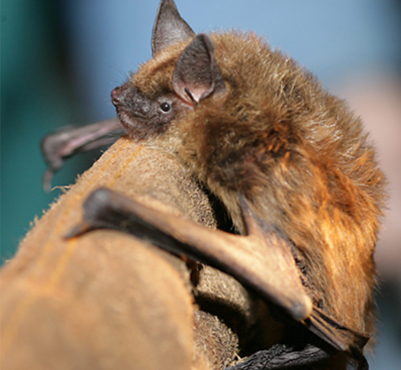 Bat on leather glove